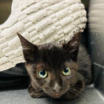 Domestic Short Hair Cats Available for Adoption in Richmond, California - WILBERT | PetCurious