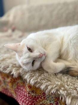 Domestic Short Hair Cats Available for Adoption - Louisa (in Foster) | PetCurious