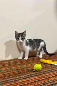 Hootie -  Domestic Short Hair Cat for Adoption in Boone, Iowa - Hootie | PetCurious