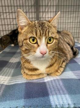 Tabby Cats Available for Adoption in Grants Pass, Oregon - Fauna | PetCurious