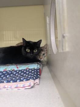 Eris -  Domestic Short Hair Cat for Adoption in Divide, Colorado - Eris | PetCurious