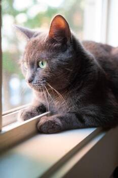 Rochambeau -  Domestic Short Hair Cat for Adoption in Calgary, Alberta - Rochambeau | PetCurious