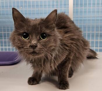 Rescue Domestic Long Hair Cats for Adoption in Claremont, New Hampshire - Carter | PetCurious