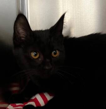 Blackberry -  Domestic Short Hair Cat for Adoption in Logan, Utah - Blackberry | PetCurious