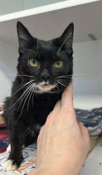 Domestic Short Hair Cats Available for Adoption - Doorbell (ID 50780/950) | PetCurious