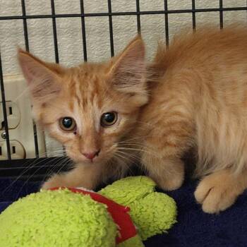 Orange Creamsicle -  Domestic Medium Hair Cat for Adoption in Columbus, North Carolina - Orange Creamsicle | PetCurious