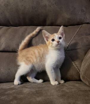 Rooster -  Domestic Short Hair Cat for Adoption in Rochester, Indiana - Rooster | PetCurious
