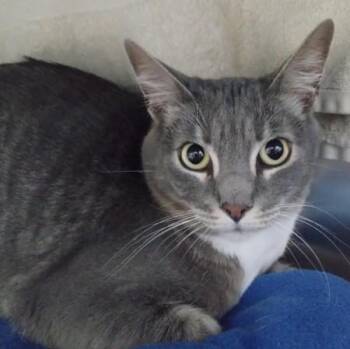 Domestic Short Hair Cats Available for Adoption in Alameda, California - NIGEL | PetCurious