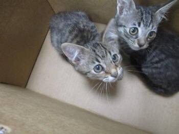 PIGEON -  Domestic Short Hair Cat for Adoption in Ocala, Florida - PIGEON | PetCurious