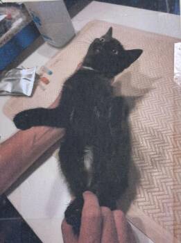Croft Freeport -  Domestic Short Hair Cat for Adoption in Westbury, New York - Croft Freeport | PetCurious