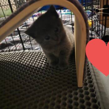 Domestic Short Hair and American Bobtail Cats Available for Adoption in Jasper, Indiana - Zany | PetCurious