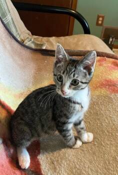 Tonks -  Domestic Short Hair and Tabby Cat for Adoption in Columbus, Minnesota - Tonks | PetCurious