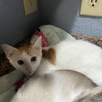 Lucy -  Domestic Short Hair Cat for Adoption in Hackett, Arkansas - Lucy | PetCurious