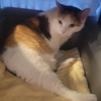 Lilith (Lils) -  American Bobtail and Domestic Short Hair Cat for Adoption in Jessup, Maryland - Lilith (Lils) | PetCurious