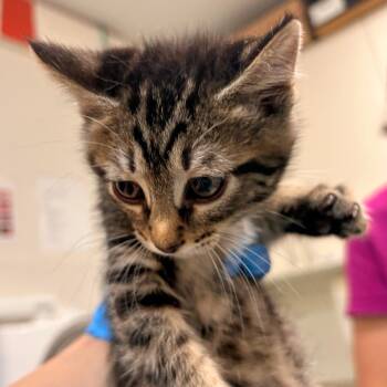 Dublin -  Domestic Short Hair Cat for Adoption in Woodinville, Washington - Dublin | PetCurious