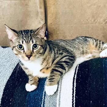 Domestic Short Hair Cats Available for Adoption in Boston, Massachusetts - Boots | PetCurious