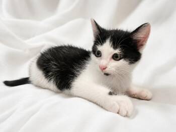Ross -  Domestic Short Hair and Tuxedo Cat for Adoption in Greensboro, North Carolina - Ross | PetCurious
