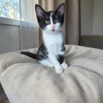 Sookie -  Tuxedo and Domestic Short Hair Cat for Adoption in Fort Worth, Texas - Sookie | PetCurious