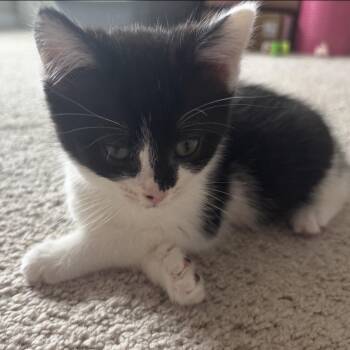 Mickey -  Domestic Short Hair Cat for Adoption in Ashland, Virginia - Mickey | PetCurious