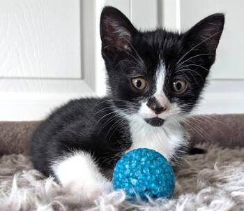 Oreo -  Tuxedo Cat for Adoption in Hamilton, Ontario - Oreo | PetCurious