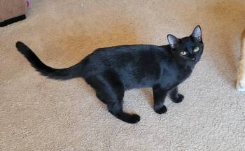 Rescue Domestic Short Hair Cats for Adoption in Fort Ripley, Minnesota - Zoey | PetCurious