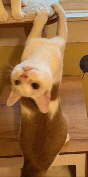 Rescue Domestic Short Hair Cats for Adoption in Louisville, Kentucky - Charlie | PetCurious