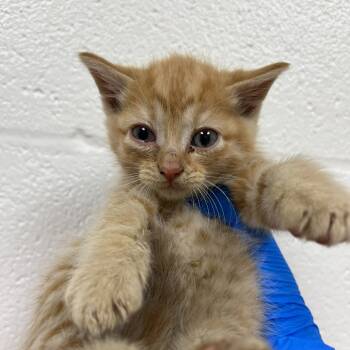 Rescue Domestic Short Hair Cats for Adoption in Lyndhurst, Virginia - SVAS-Stray-37881 | PetCurious