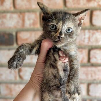 Catriona* -  Domestic Short Hair Cat for Adoption in San Gabriel, California - Catriona* | PetCurious