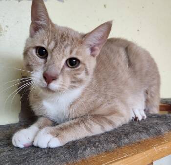 Domestic Short Hair Cats Available for Adoption in Walnutport, Pennsylvania - Teddy | PetCurious