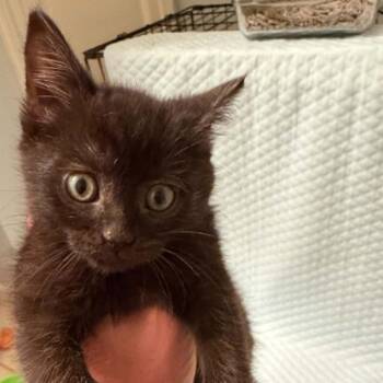 Dark Energy -  Domestic Short Hair Cat for Adoption in West Olive, Michigan - Dark Energy | PetCurious
