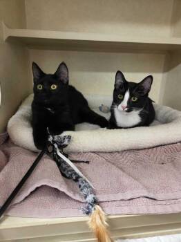 Leonardo -  Domestic Short Hair Cat for Adoption in Elmsford, New York - Leonardo | PetCurious