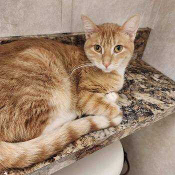 Rescue Domestic Short Hair Cats for Adoption in Baldwin, Wisconsin - Tinker Bell | PetCurious