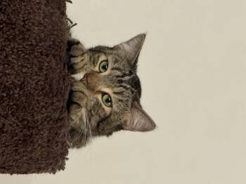 Rescue Domestic Short Hair Cats for Adoption in Los Angeles, California - Porky | PetCurious