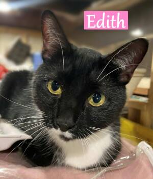 Rescue Domestic Short Hair Cats for Adoption - Edith | PetCurious