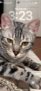 Annie -  Bengal Cat for Adoption in Phoenix, Arizona - Annie | PetCurious