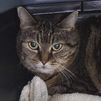 Marbles -  Domestic Short Hair Cat for Adoption in Brimfield, Massachusetts - Marbles | PetCurious