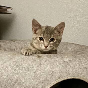 Rosalee -  Domestic Short Hair Cat for Adoption in Herrin, Illinois - Rosalee | PetCurious