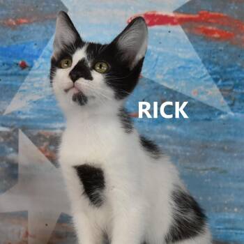 Rick -  Domestic Short Hair Cat for Adoption in Yuma, Arizona - Rick | PetCurious