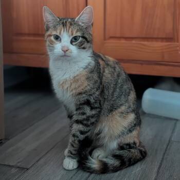 Domestic Short Hair Cats Available for Adoption in Fredericksburg, Virginia - Mayapple Marigold | PetCurious