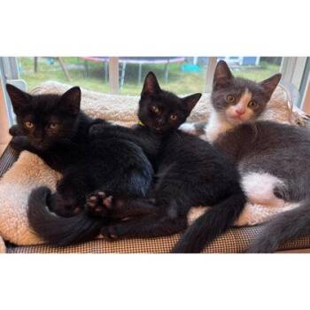Sable Dell, adopt with a sibling -  Domestic Short Hair Cat for Adoption in Hudson, Massachusetts - Sable Dell, Adopt With A Sibling | PetCurious