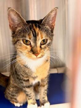 Domestic Short Hair Cats Available for Adoption - NUGGET | PetCurious