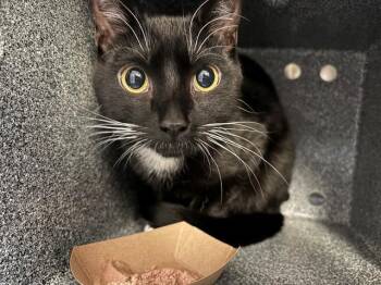 Domestic Short Hair Cats Available for Adoption in Pueblo, Colorado - BRUCE | PetCurious