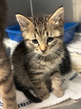 Rescue Domestic Short Hair Cats for Adoption in Ellijay, Georgia - Owl | PetCurious