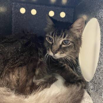 Baby -  Domestic Medium Hair Cat for Adoption in Pasadena, California - Baby | PetCurious