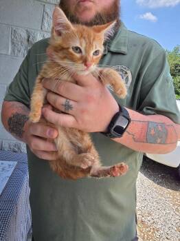 Kitten 2 (Sims) -  Domestic Short Hair Cat for Adoption in Camden, Tennessee - Kitten 2 (Sims) | PetCurious