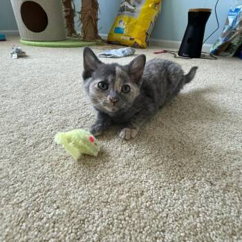 Mochi -  Domestic Short Hair and Dilute Tortoiseshell Cat for Adoption in Mastic, New York - Mochi | PetCurious