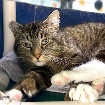 Domestic Short Hair Cats Available for Adoption in Woodinville, Washington - Walker | PetCurious