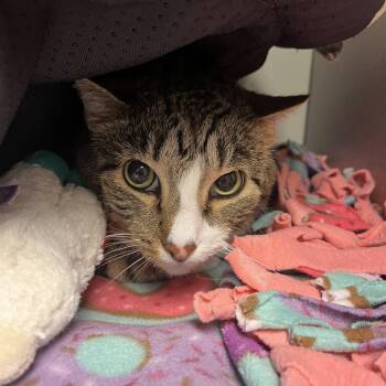 Crash -  Domestic Short Hair Cat for Adoption in Cedar Rapids, Iowa - Crash | PetCurious