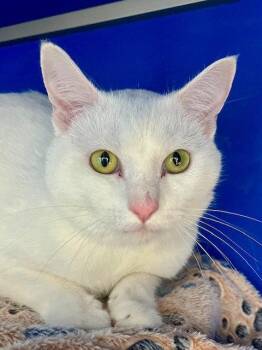 Domestic Short Hair Cats Available for Adoption in Webster, Wisconsin - Vixie | PetCurious