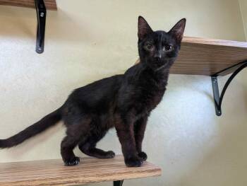Rescue Domestic Short Hair Cats for Adoption in Port Barrington, Illinois - Red Bull | PetCurious
